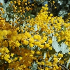 Acacia baileyana (Cootamundra Wattle, Golden Mimosa) at Isaacs, ACT - 1 Sep 2017 by Mike