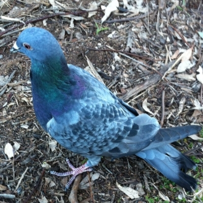 Columba livia (Rock Dove (Feral Pigeon)) at Red Hill to Yarralumla Creek - 31 Aug 2017 by ruthkerruish