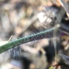 Caladenia actensis at suppressed - 1 Sep 2017