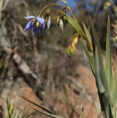 Stypandra glauca (Nodding Blue Lily) at Mount Majura - 1 Sep 2017 by AaronClausen