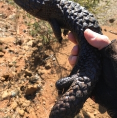 Tiliqua rugosa (Shingleback Lizard) at Ainslie, ACT - 1 Sep 2017 by AaronClausen