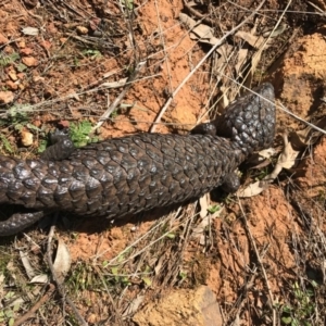 Tiliqua rugosa at Ainslie, ACT - 1 Sep 2017