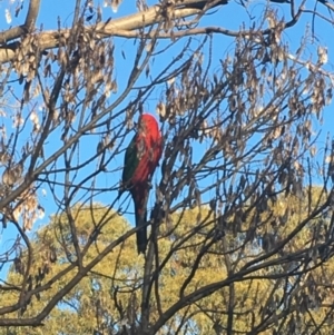 Alisterus scapularis at Kambah, ACT - 1 Sep 2017