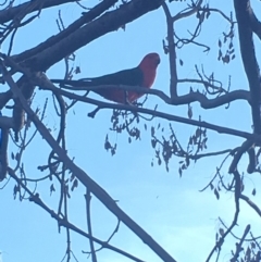 Alisterus scapularis at Kambah, ACT - 1 Sep 2017