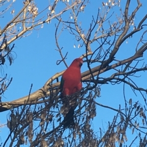 Alisterus scapularis at Kambah, ACT - 1 Sep 2017