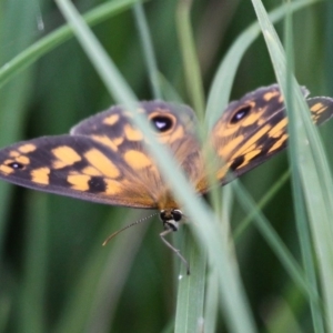 Heteronympha cordace at Mount Clear, ACT - 26 Dec 2016