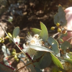 Eucalyptus cinerea subsp. cinerea (Argyle Apple) at Mount Mugga Mugga - 1 Sep 2017 by MichaelMulvaney