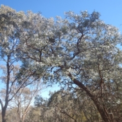 Eucalyptus cinerea subsp. cinerea at Garran, ACT - 1 Sep 2017