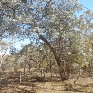 Eucalyptus cinerea subsp. cinerea at Mount Mugga Mugga - 1 Sep 2017