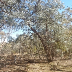 Eucalyptus cinerea subsp. cinerea at Garran, ACT - 1 Sep 2017