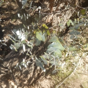 Eucalyptus cinerea subsp. cinerea at Mount Mugga Mugga - 1 Sep 2017