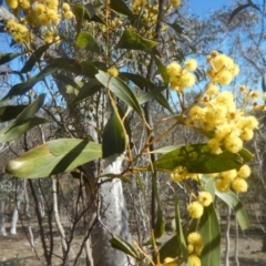 Acacia pycnantha (Golden Wattle) at Mount Mugga Mugga - 1 Sep 2017 by MichaelMulvaney