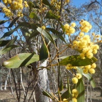 Acacia pycnantha (Golden Wattle) at Mount Mugga Mugga - 1 Sep 2017 by MichaelMulvaney