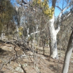 Acacia pycnantha at Symonston, ACT - 1 Sep 2017