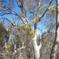 Acacia pycnantha at Symonston, ACT - 1 Sep 2017