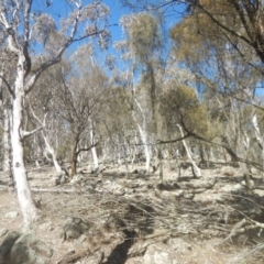 Eucalyptus albens (White Box) at Mount Mugga Mugga - 1 Sep 2017 by MichaelMulvaney