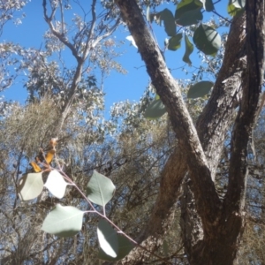 Eucalyptus albens at Mount Mugga Mugga - 1 Sep 2017