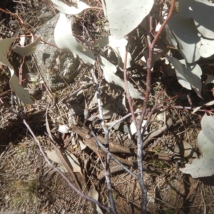 Eucalyptus albens at Mount Mugga Mugga - 1 Sep 2017