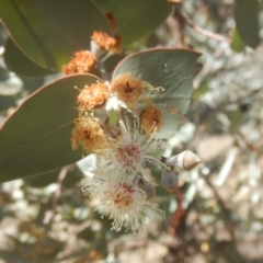 Eucalyptus cinerea subsp. cinerea (Argyle Apple) at Symonston, ACT - 1 Sep 2017 by MichaelMulvaney