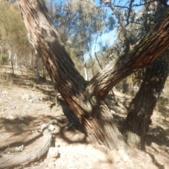 Eucalyptus cinerea subsp. cinerea at Symonston, ACT - 1 Sep 2017 11:35 AM