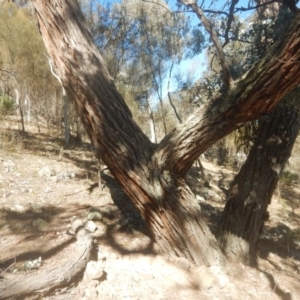 Eucalyptus cinerea subsp. cinerea at Symonston, ACT - 1 Sep 2017 11:35 AM