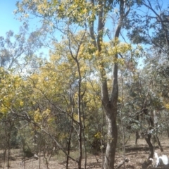 Acacia pycnantha (Golden Wattle) at Symonston, ACT - 1 Sep 2017 by MichaelMulvaney