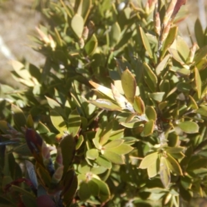 Styphelia triflora at Theodore, ACT - 1 Sep 2017