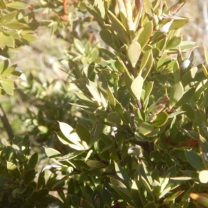 Styphelia triflora at Theodore, ACT - 1 Sep 2017