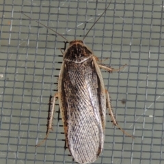 Calolampra sp. (genus) (Bark cockroach) at Conder, ACT - 16 Oct 2015 by michaelb