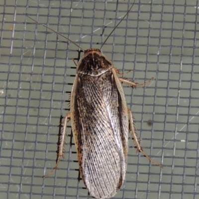 Calolampra sp. (genus) (Bark cockroach) at Conder, ACT - 16 Oct 2015 by MichaelBedingfield