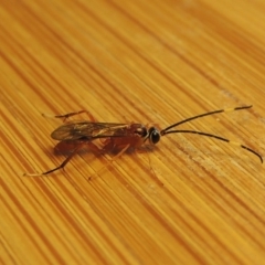 Ichneumonidae (family) (Unidentified ichneumon wasp) at Conder, ACT - 3 Apr 2017 by MichaelBedingfield