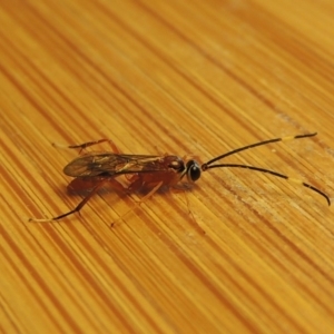 Ichneumonidae (family) at Conder, ACT - 3 Apr 2017