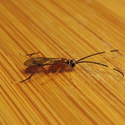 Ichneumonidae (family) (Unidentified ichneumon wasp) at Pollinator-friendly garden Conder - 3 Apr 2017 by michaelb