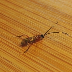 Ichneumonidae (family) at Conder, ACT - 3 Apr 2017