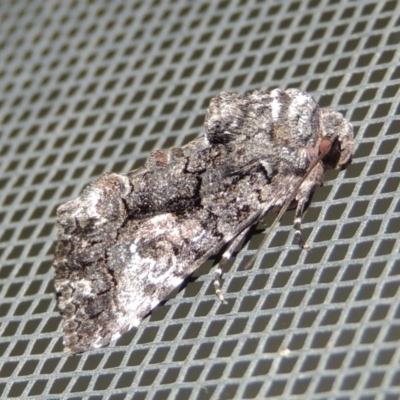 Aedia leucomelas acronyctoides (Eastern Alchymist, Sweet Potato Leaf Worm or Sorcerer) at Conder, ACT - 16 Oct 2015 by MichaelBedingfield