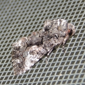 Aedia leucomelas acronyctoides at Conder, ACT - 16 Oct 2015