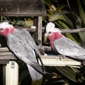 Eolophus roseicapilla at Banks, ACT - 29 Aug 2017