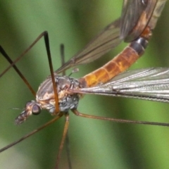 Leptotarsus (Leptotarsus) sp.(genus) at Rendezvous Creek, ACT - 26 Dec 2016