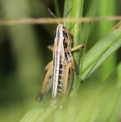 Kosciuscola cognatus (A grasshopper) at Namadgi National Park - 26 Dec 2016 by HarveyPerkins