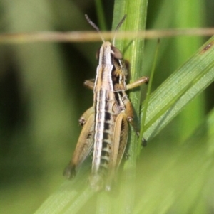 Kosciuscola cognatus at Rendezvous Creek, ACT - 26 Dec 2016