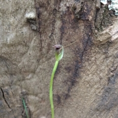 Pterostylis pedunculata (Maroonhood) at Acton, ACT - 2 Sep 2017 by MattM