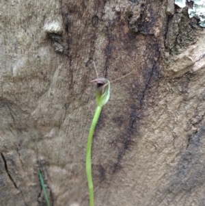 Pterostylis pedunculata at Acton, ACT - suppressed