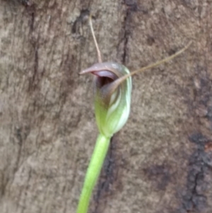 Pterostylis pedunculata at Acton, ACT - suppressed