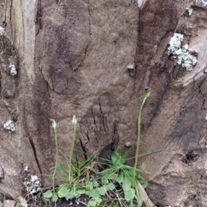 Pterostylis pedunculata at Acton, ACT - suppressed