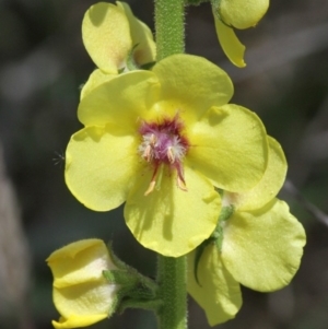 Verbascum virgatum at Tharwa, ACT - 3 Dec 2016 03:32 PM