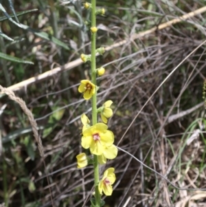 Verbascum virgatum at Tharwa, ACT - 3 Dec 2016 03:32 PM