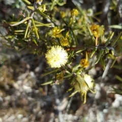 Acacia ulicifolia (Prickly Moses) at Mount Mugga Mugga - 2 Sep 2017 by Mike