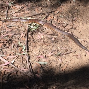 Notechis scutatus at Myrtle Mountain, NSW - 2 Sep 2017 03:33 PM