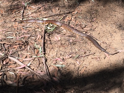 Notechis scutatus (Tiger Snake) at Myrtle Mountain, NSW - 2 Sep 2017 by PatriciaDaly