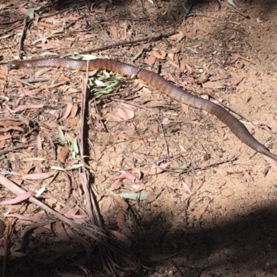 Notechis scutatus (Tiger Snake) at Myrtle Mountain, NSW - 2 Sep 2017 by PatriciaDaly